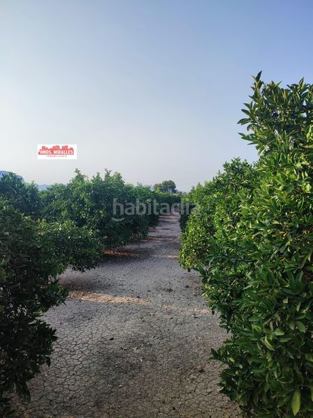 Foto ffe652cb-fadb-4896-9faa-3ba76188e469. Finca rústica a Dolores