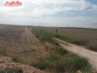 Finca rústica a Dolores. Se vende parcela rustica para cultivo