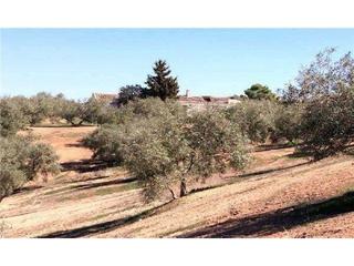 Finca rústica  Avenida andalucía. Increíble finca rústica a la venta!