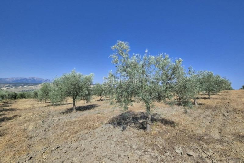 Foto 6fd602e9-a6ba-46fa-b7d7-b94cc23da213. Bauernhof in Arenas del Rey