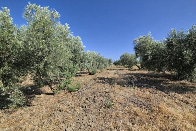 Foto 945a6493-8581-401b-9bbe-194a1a64b0d8. Bauernhof in Arenas del Rey