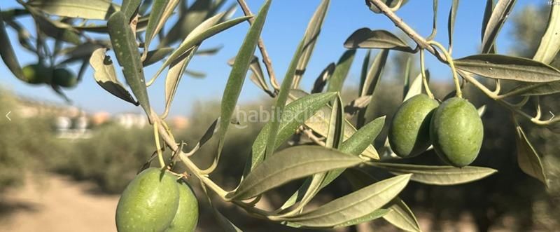 Foto 4bd831fe-7a99-4f8e-a5b7-d40f794d0d63. Finca rústica a Malahá (La)