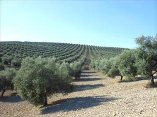 Fondo rustico in Jauja. Finca de olivar en zona el calonge. tiene una superficie de 100