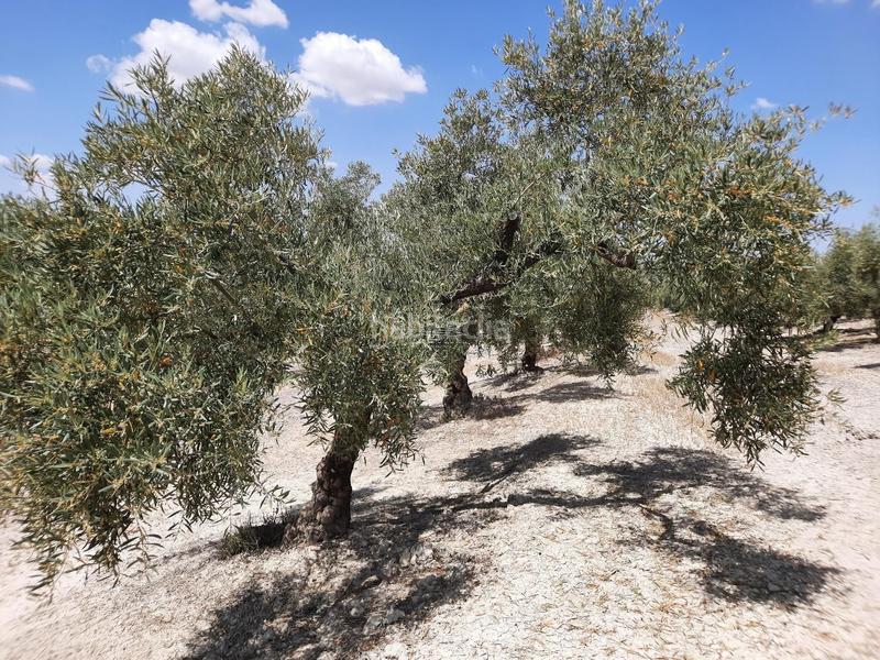 Foto 8ef35f8a-5e01-4ceb-8e4d-03cc96534eab. Terreno residencial en Jauja Lucena