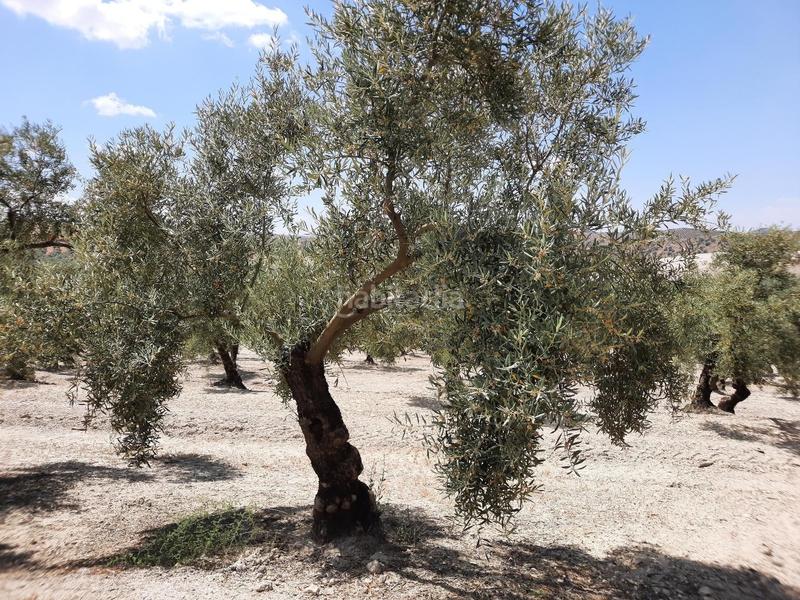 Foto bc09d0d7-9405-4dd7-929e-752cf895e351. Terrain résidentiel dans Jauja Lucena