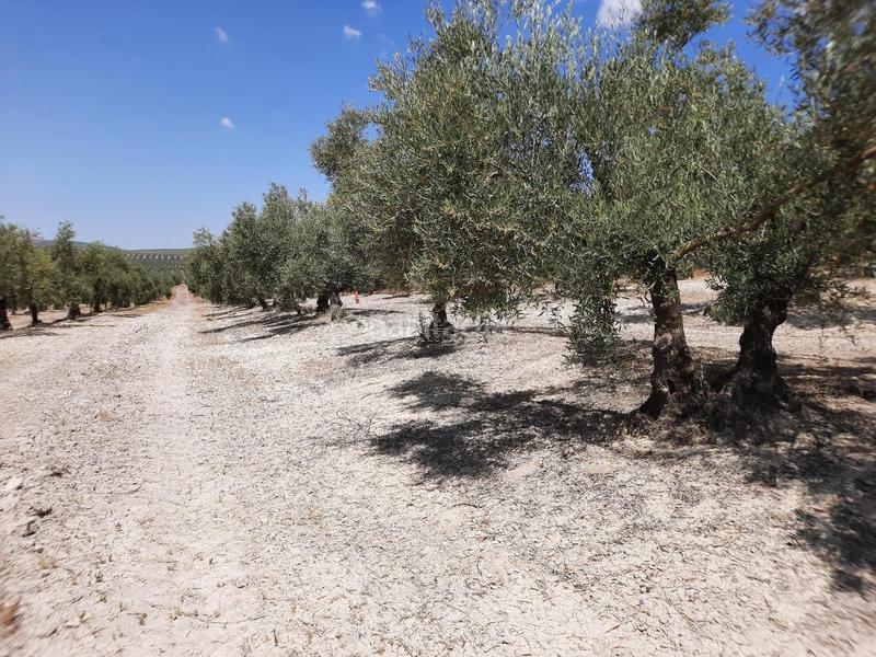 Foto 0140c005-f095-4af7-84d7-1c6adbd98d9d. Terreno residenziale in Jauja Lucena