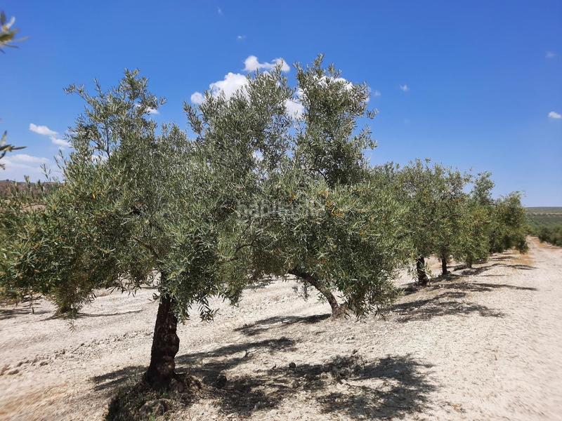 Foto 8c3678f4-0e4d-402f-a684-7bafa099ceb1. Terreno residenziale in Jauja Lucena