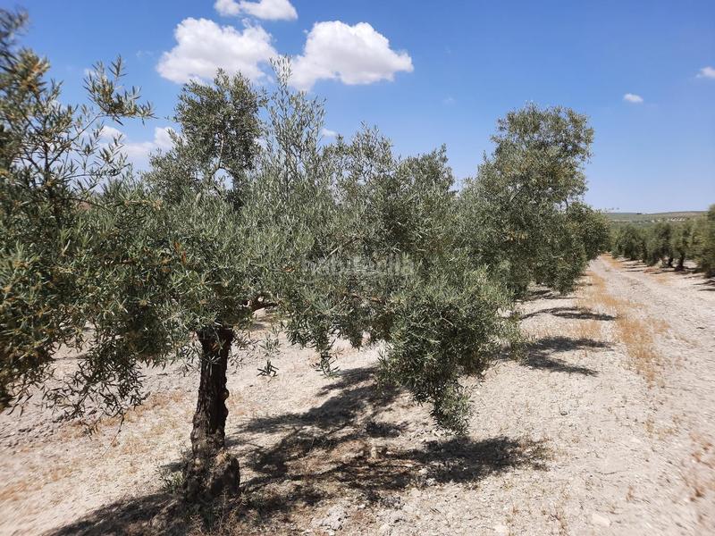 Foto c6af269d-11cf-4ce8-bd1d-cb827d1a1ab2. Terreno residenziale in Jauja Lucena