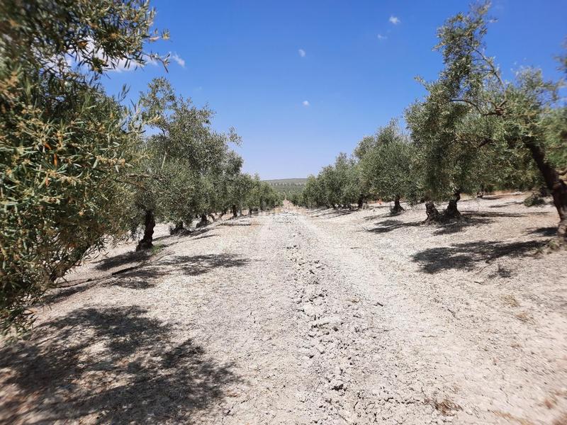 Foto 3546b2dc-2e00-4ed6-a414-1c2f170076b8. Wohngrundstück in Jauja Lucena