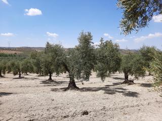 Wohngrundstück in Jauja