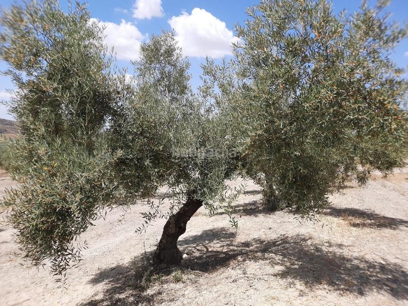 Foto a57ead77-10a7-465c-948b-f9ae31d1b62a. Wohngrundstück in Jauja Lucena