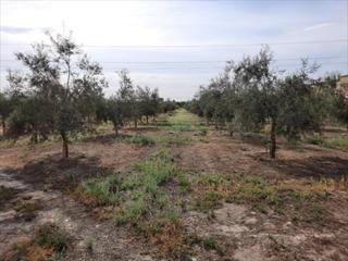 Residential Plot in Navas del Selpillar. Finca de olivar en zona los santos. cuenta con una superficie de