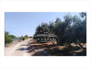 Finca rústica a Archidona. Finca de olivar en archidona con una superficie de 8,5 fanegas.