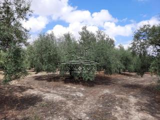 Finca rústica a Las Vegas - Campoaras. Finca de olivar con una superficie de 6.638 m2. con 90 olivos tr