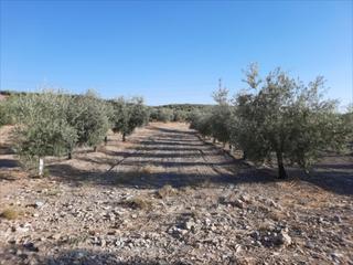 Finca rústica a Navas del Selpillar. Finca de olivar con una superficie de 14,5 aranzadas 5,5 has.. o