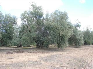 Terreno residencial en Navas del Selpillar