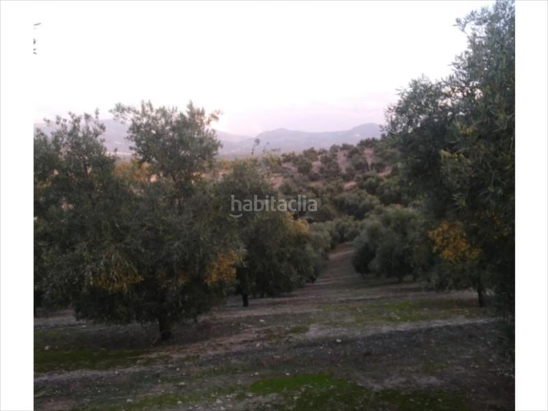 Foto 08ab31df-3123-44ab-8b87-5944a993df6f. Finca rústica finca de olivar en zona las albarizas. 6 aranzadas. 340 olivos 175 chicos de 16 años y resto grandes. en Cabra