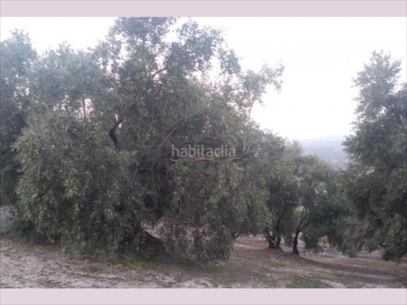 Foto 1ea2ef98-8034-42e2-a5d2-525d827ebdf4. Finca rústica finca de olivar en zona las albarizas. 6 aranzadas. 340 olivos 175 chicos de 16 años y resto grandes. en Cabra
