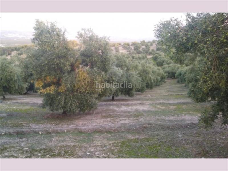 Foto 418e0631-bd37-4988-98bb-583e0f76078e. Finca rústica finca de olivar en zona las albarizas. 6 aranzadas. 340 olivos 175 chicos de 16 años y resto grandes. en Cabra