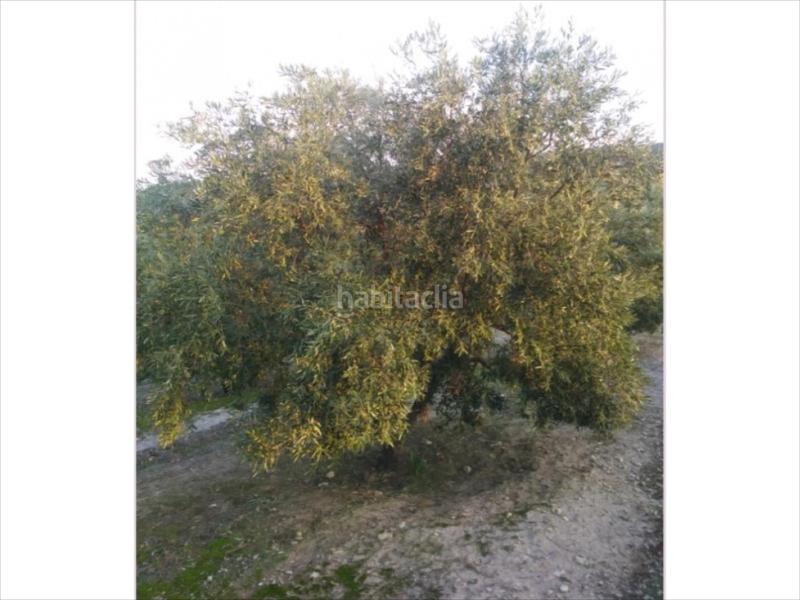 Foto 5e7538da-cf9b-4ab7-9676-d33a4101df85. Finca rústica finca de olivar en zona las albarizas. 6 aranzadas. 340 olivos 175 chicos de 16 años y resto grandes. en Cabra
