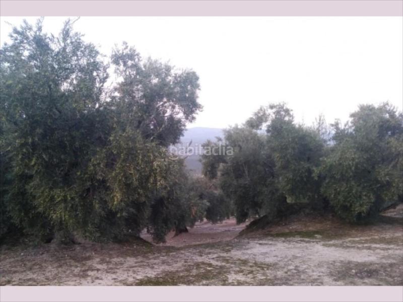 Foto 6af6e163-9e07-496b-ae2d-ef2689360a6e. Finca rústica finca de olivar en zona las albarizas. 6 aranzadas. 340 olivos 175 chicos de 16 años y resto grandes. en Cabra