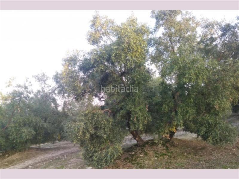 Foto ae8893bf-375b-4f23-b121-084f722c8f5f. Finca rústica finca de olivar en zona las albarizas. 6 aranzadas. 340 olivos 175 chicos de 16 años y resto grandes. en Cabra