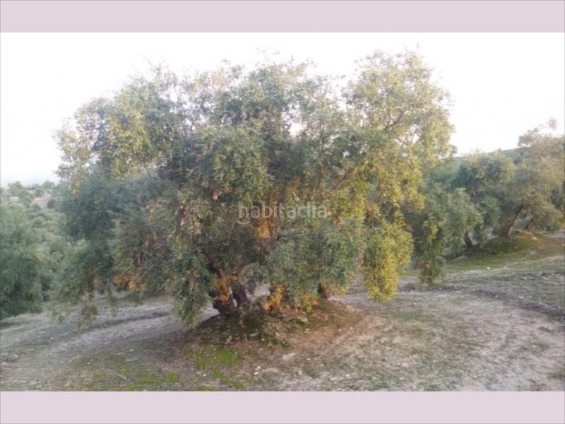 Foto bae9e5c1-d04e-47df-a3de-30142f396168. Finca rústica finca de olivar en zona las albarizas. 6 aranzadas. 340 olivos 175 chicos de 16 años y resto grandes. en Cabra
