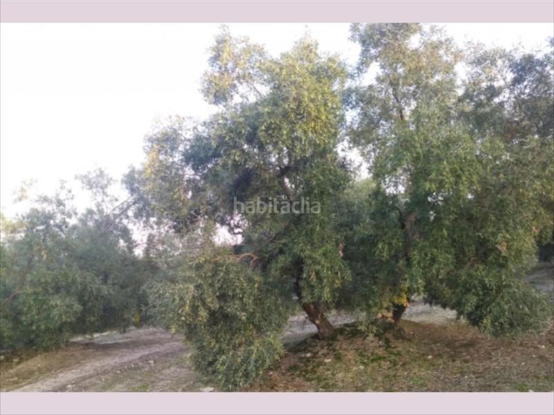 Foto 1aa6a9d2-ee79-4d02-b671-c175e6db8dc5. Terreny residencial a Cabra