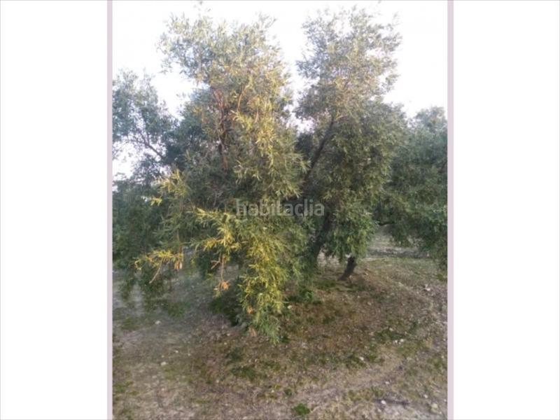 Foto 2b17125d-2a1a-4bd3-b6e8-6f7c2d7cf684. Terreny residencial a Cabra