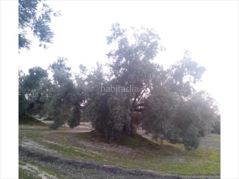 Foto ec7646e2-337c-491c-98f5-512e195c90c9. Terreny residencial a Cabra