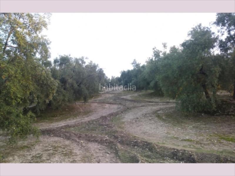 Foto ed2d317e-e8a4-4028-99bd-67f036d3ae6a. Terreny residencial a Cabra
