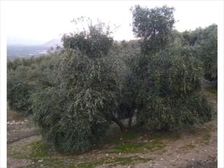 Terreno residenziale in Cabra