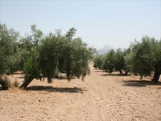 Residential Plot in Las Vegas - Campoaras