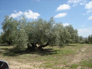 Wohngrundstück in Jauja