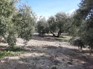 Terreno residenziale in Encinas Reales