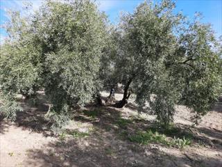 Residential Plot in Navas del Selpillar