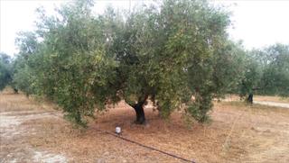 Terreno residenziale in Jauja