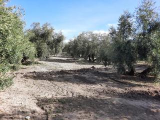 Residential Plot in Las Vegas - Campoaras
