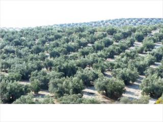 Finca rústica a Jauja. Finca de olivar en zona anjarón. cuenta con una superficie de 4,