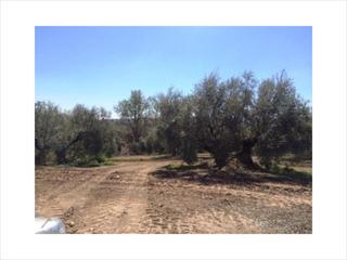Residential Plot in Navas del Selpillar