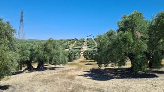Finca rústica a San Francisco. Finca de olivar en zona la alcantarilla. cuenta con una superfic