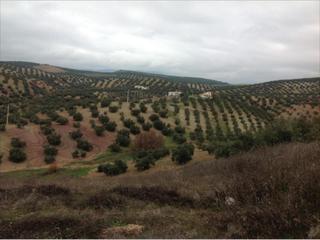 Fondo rustico in Las Vegas - Campoaras. Finca de olivar en dehesa castil rubico. cuenta con una superfic