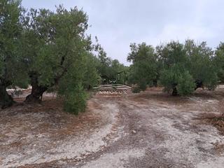 Residential Plot in Centro. Finca de olivar en el zarpazo. cuenta con una superficie de 5.74