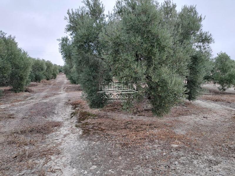 Foto 02f924f3-d705-429c-a97c-f9a081218eb9. Wohngrundstück in Centro Lucena