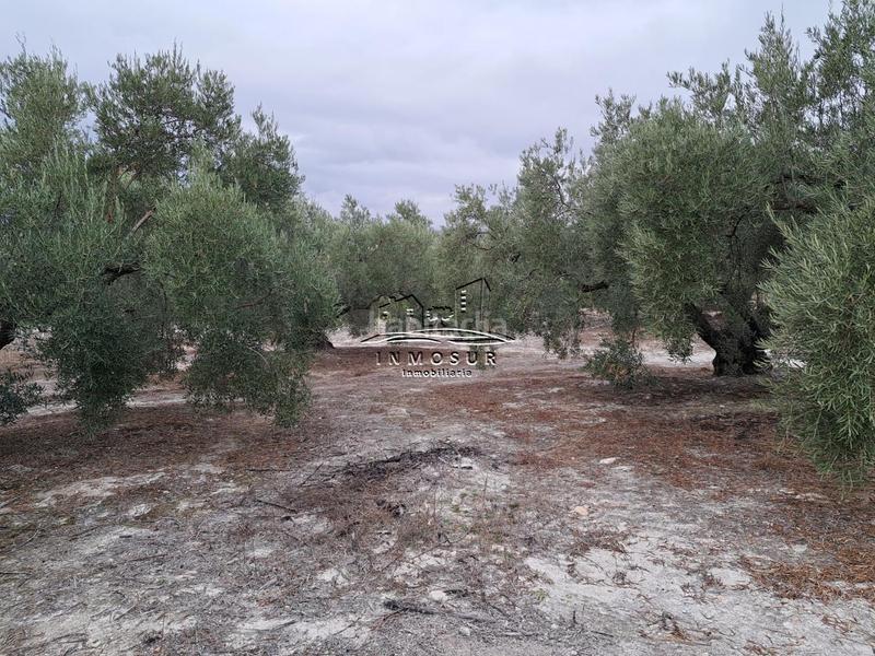 Foto 2c39b252-0fd2-4f41-9ad5-9877ab8f58a7. Wohngrundstück in Centro Lucena