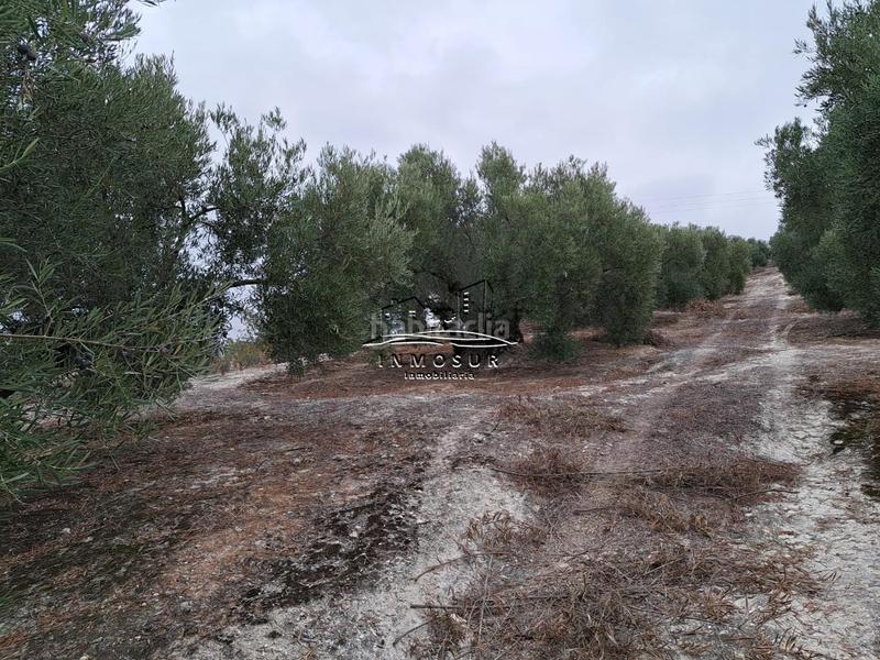 Foto 548e66f6-6e3a-44d8-8ce9-c1bbca36eba7. Wohngrundstück in Centro Lucena