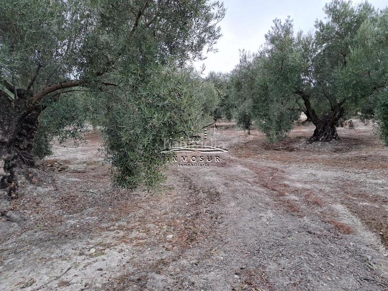 Foto 5c61af6d-254e-4b9f-b420-9c22ff6c91b4. Wohngrundstück in Centro Lucena