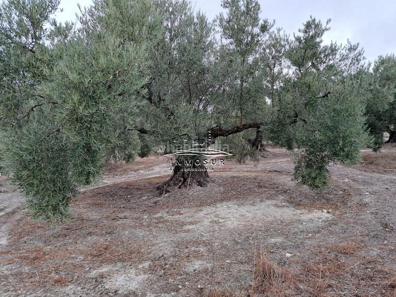 Foto 7de3918d-28fa-43fb-8e19-945802609a40. Wohngrundstück in Centro Lucena