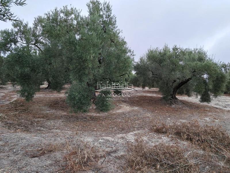 Foto f27e8c2d-170a-4513-9281-31e6f8c3355f. Wohngrundstück in Centro Lucena