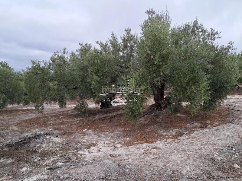 Foto fe710724-3c17-452a-99ed-156b2eefa6b8. Wohngrundstück in Centro Lucena